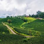 Este es el impacto de los aranceles de Estados Unidos en los productos colombianos