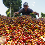 Producción de café en julio alcanzó 1,37 millones de sacos, la más alta en una década
